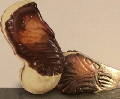 Seashells