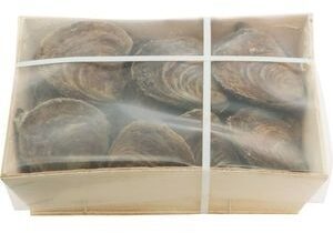 Belon des Hermelles Huitres Plates