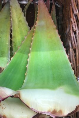 Aloe Vera bio