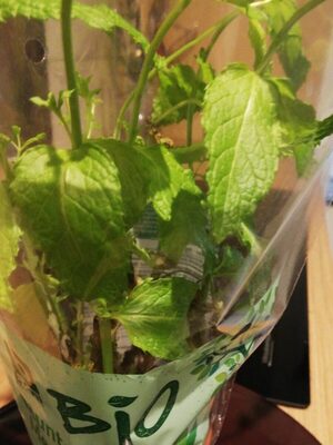 MENTHE