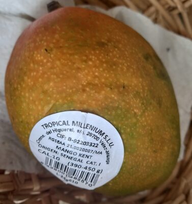 MANGO kent